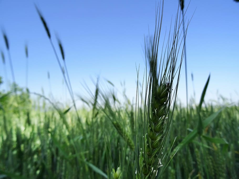 wheat, beautiful, green, cereal plant, agriculture, crop, growth HD wallpaper
