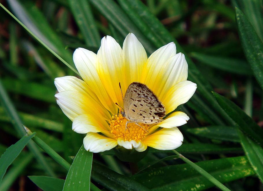 butterfly, gossamer-winged, insect, bug, lycaenidae, flower, HD wallpaper