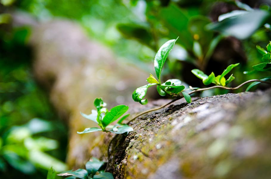 green, trees, forest, natural, close-up, vietnam, clove, spring HD wallpaper