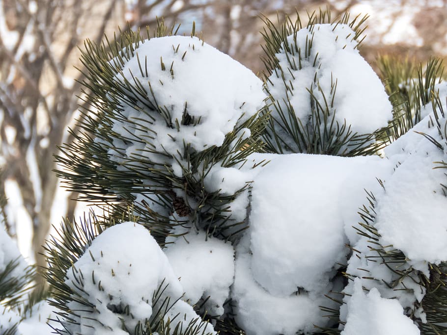 Snow, pine, pine leaves, Nature, Trees, Weather, Winter, cold - Temperature HD wallpaper
