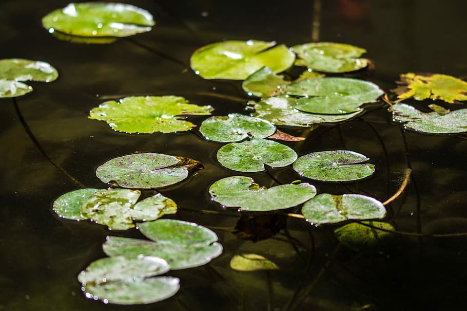 green lotus leaf on water, pond, lake, lilypad, floating on water HD wallpaper