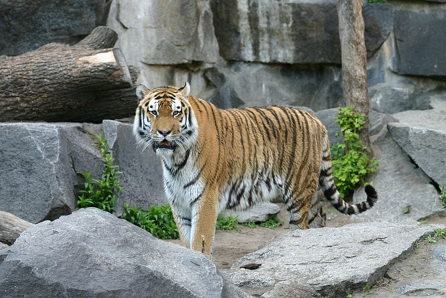 tiger, sumatran tiger, cat, predator, dangerous, animal, creature HD wallpaper