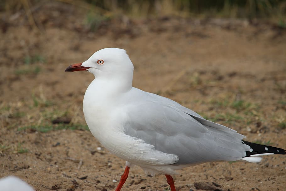 bird, seagull, feather, wild, wildlife, animal themes, vertebrate HD wallpaper