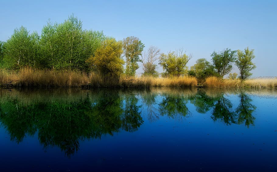 reflection, spring, dead marcal, water, lake, tree, plant, tranquility HD wallpaper