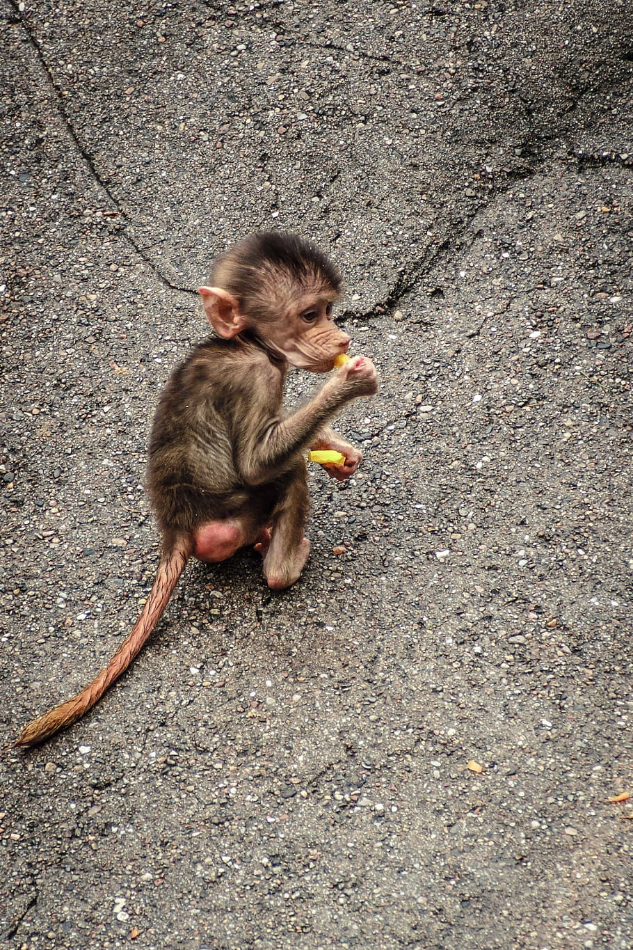 Baboon, Papio, Hamadryas, Monkey, old world monkey, primates HD wallpaper