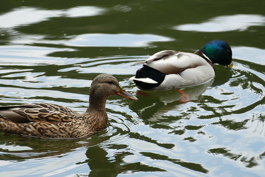 ducks, pond, forest, mallard pair, bird, vertebrate, water HD wallpaper