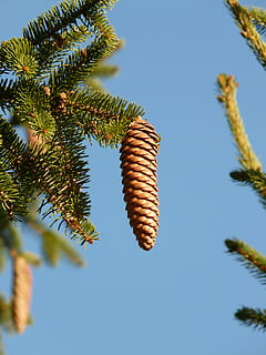 Pine Cones, Tap, Tree, Conifer, common spruce, picea abies HD wallpaper