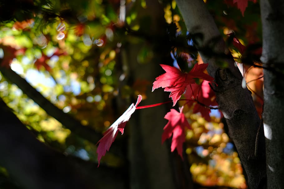 selective focus photograph of red maple tree, focus photography of red maple leaf HD wallpaper