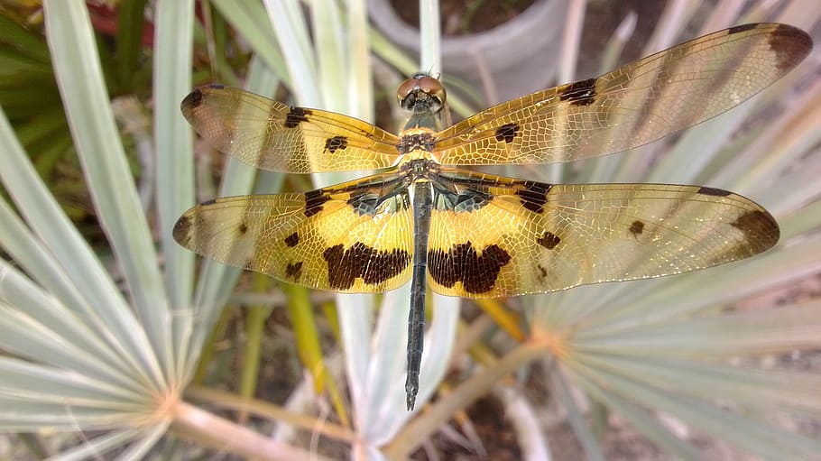 nature, wild, dragon-fly, bug, summer, insect, invertebrate HD wallpaper