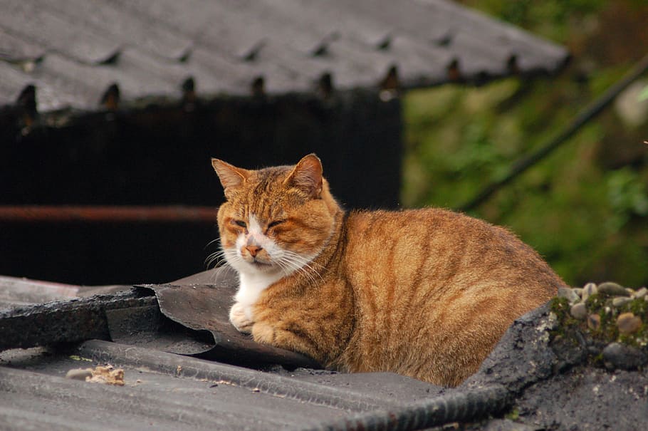 animal, nature, mammal, animal themes, cat, one animal, feline HD wallpaper