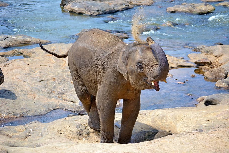 shallow focus photography of gray elephant calf, baby elephant