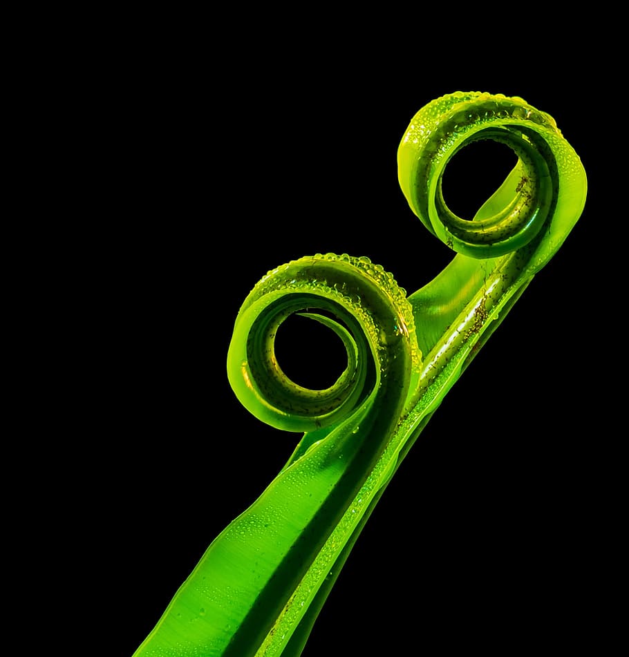 macro photography of a leaf, fern, leaf fern, green, green color HD wallpaper