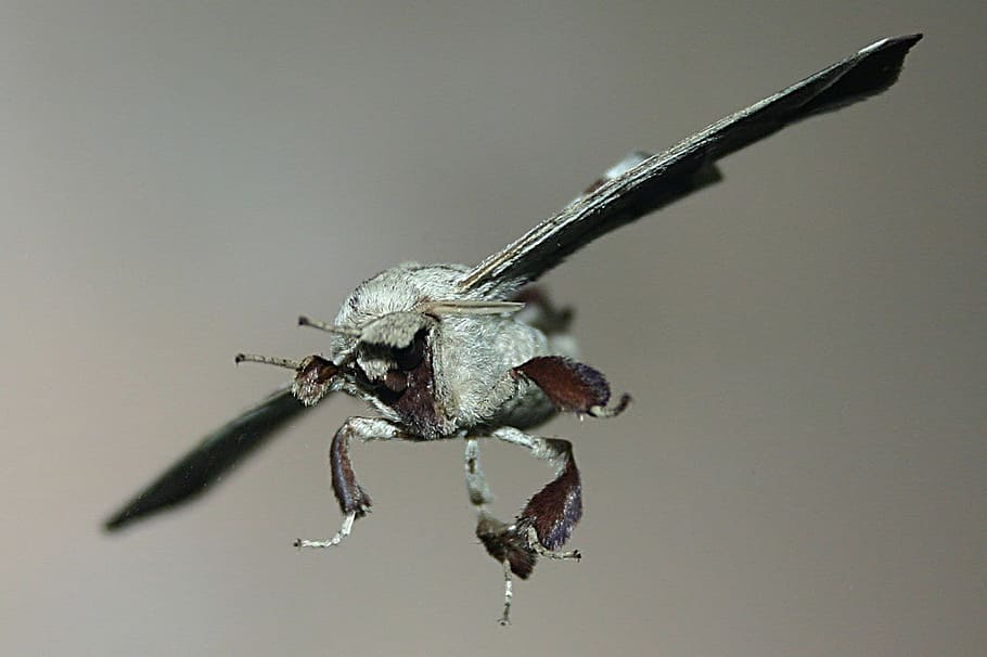moth, bug, glass, furry, funny, creepy, insect, one animal HD wallpaper