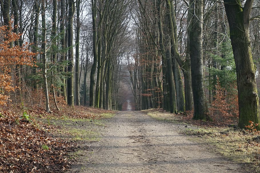 forest, trees, forest path, winter, nature, hiking, outdoor HD wallpaper