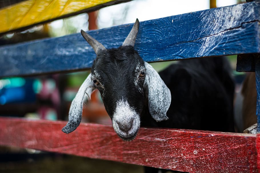 adult black and gray goat in blue and red cage, Animal, Nature