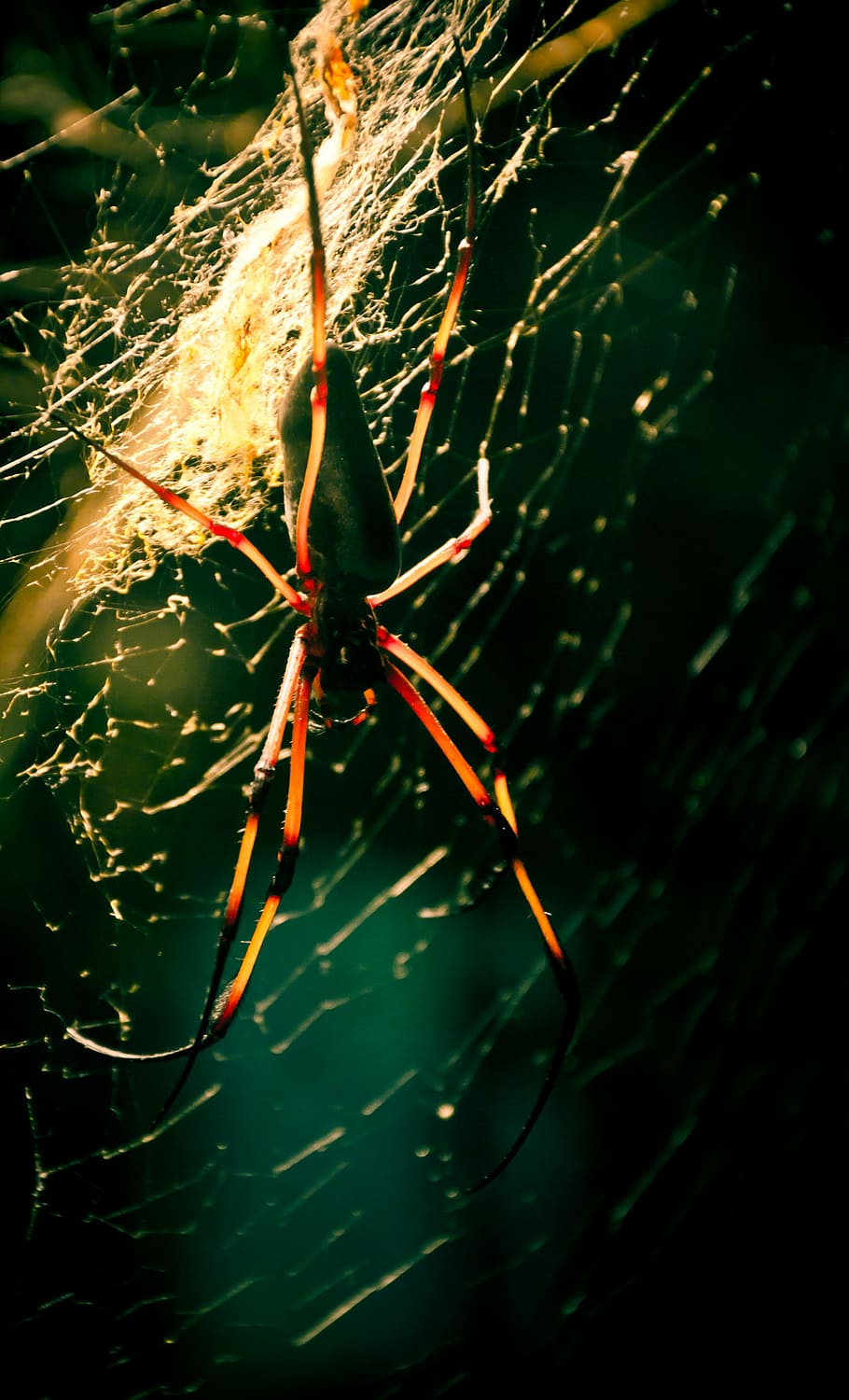 spider, cobweb, insect, animal, dangerous, lauer, close-up HD wallpaper