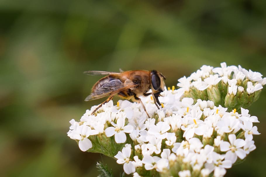 nature, bees, bug, plant, honey, flower, flowering plant, animal themes HD wallpaper