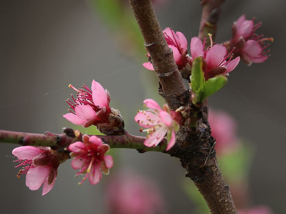 flower, tree, branch, nature, plant, bud, flowers, garden, flowering plant HD wallpaper