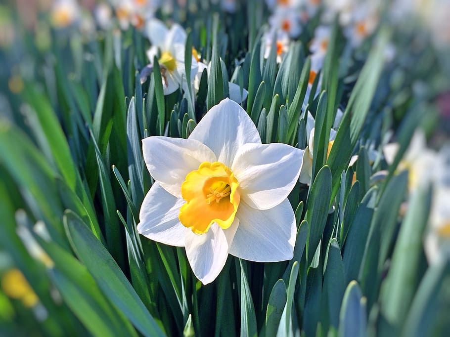 selective focus photography of white Narcissus flower, daffodil, HD wallpaper