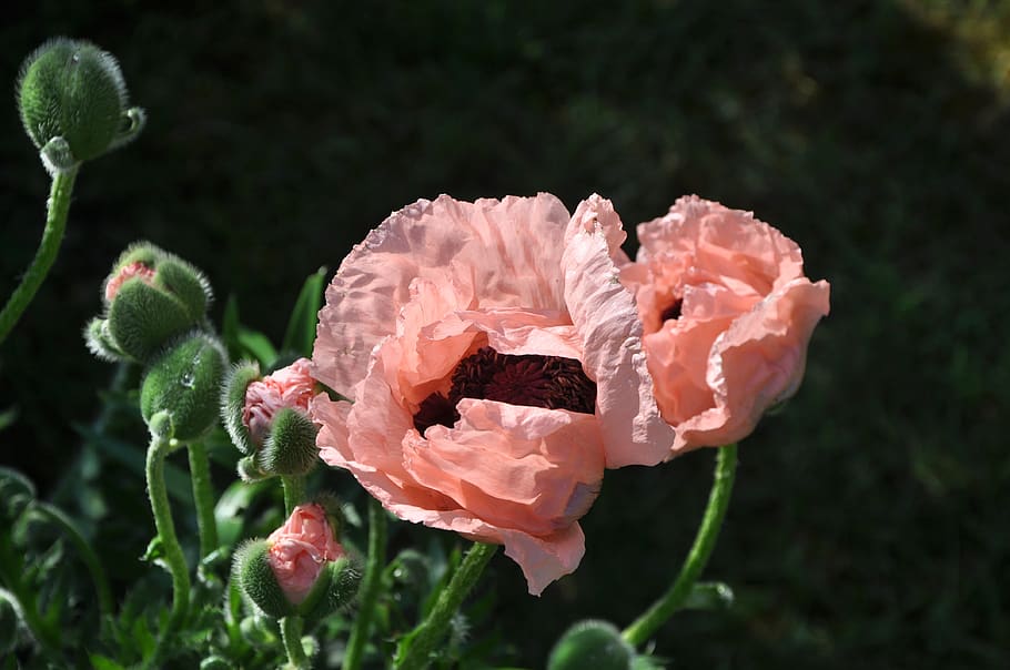 flower, poppy, giverny, normandy, france, plant, vulnerability, HD wallpaper