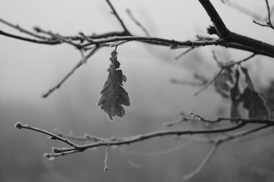 selective focus grayscale photography of leaf, dried leaves on tree HD wallpaper