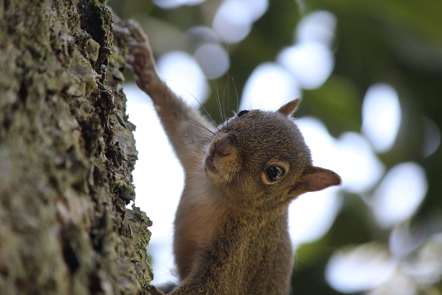 squirrel, nuts, nature, animal, animal world, mammal, hazelnut HD wallpaper