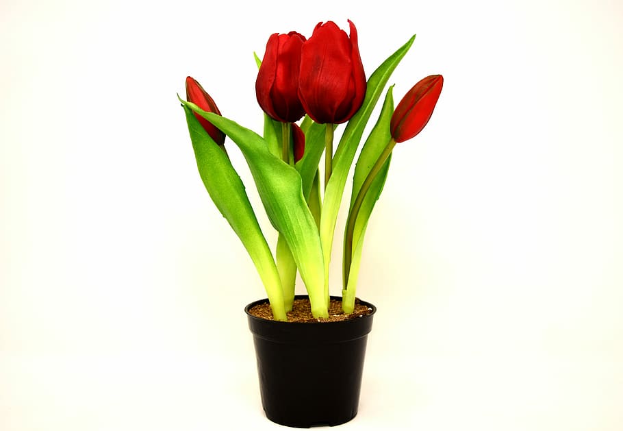 red tulips on black plastic pot, flowers, artificial, spring HD wallpaper