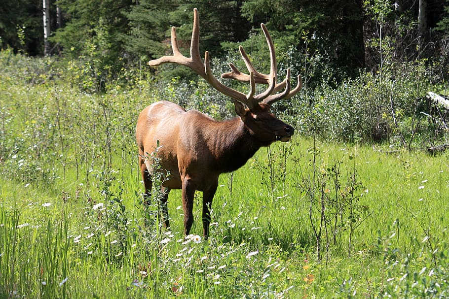 brown moos, moose, hirsch, wapiti, wapiti deer, banff, banff national park, HD wallpaper