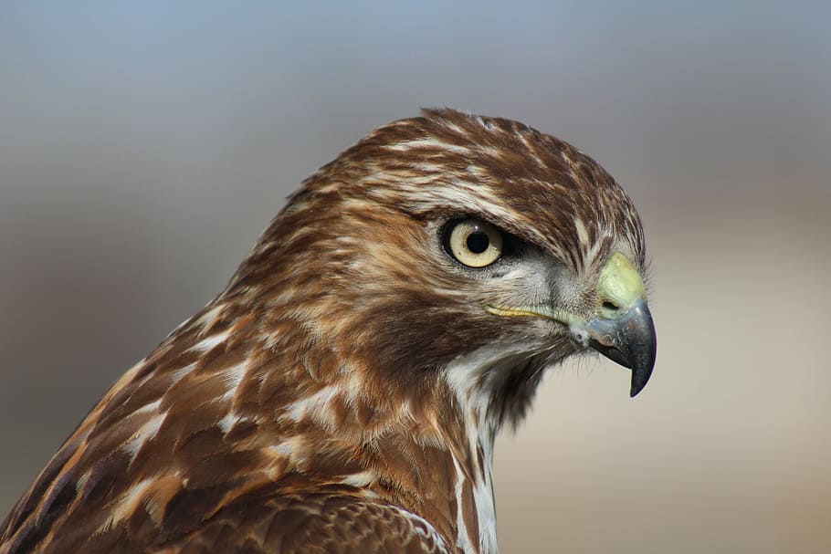 Watching over me, selective focus of brown and white owl, hawk HD wallpaper