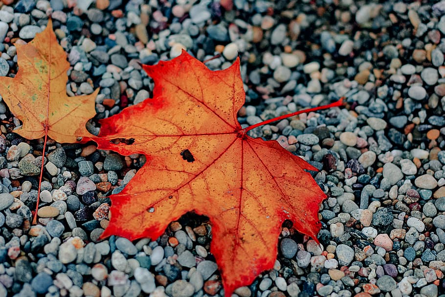 two red and brown maple leaves on gray stones, orange maple leaf on gray gravel stone HD wallpaper