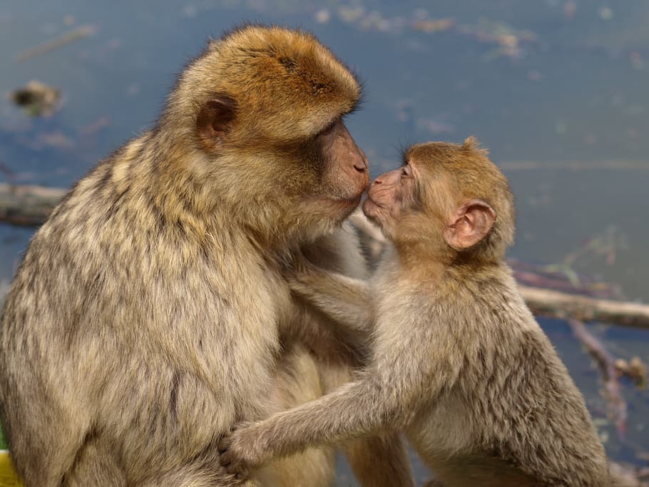 selective focus photography of adult monkey kissing baby monkey, HD wallpaper