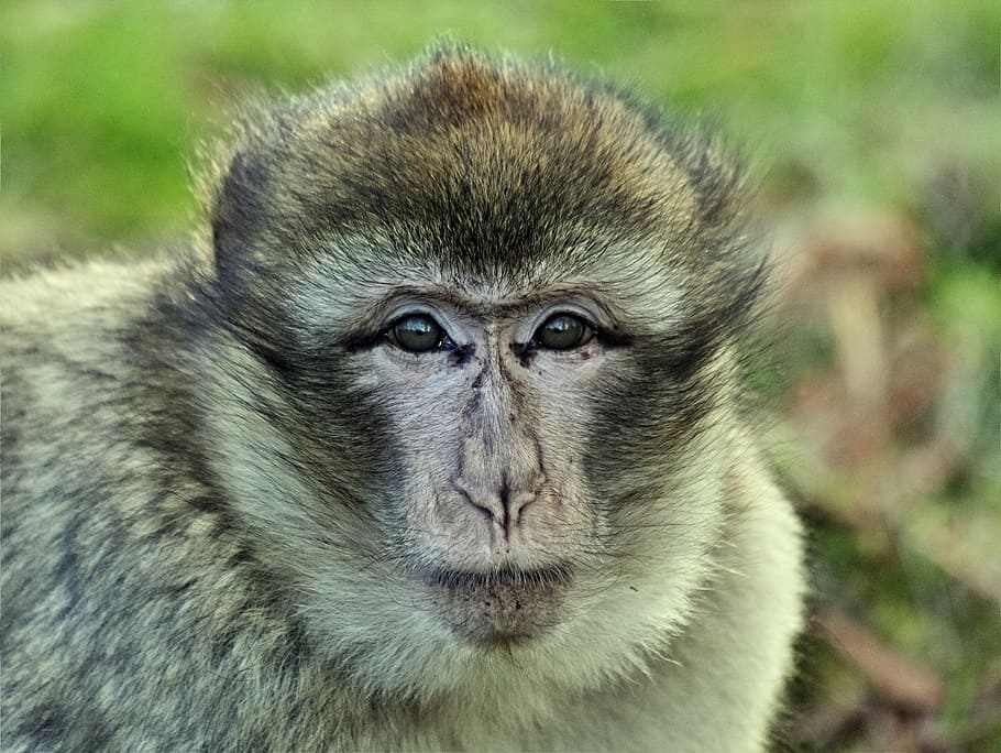 close up photo of macaque monkey, animal, primate, mammal, wild HD wallpaper