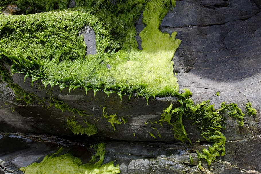 rock, tang, green, drip, moist, wet, drop of water, sea, plant HD wallpaper
