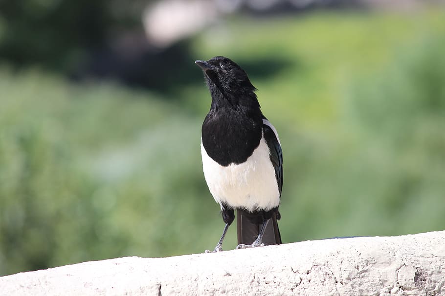 Bird, Leh, White, Black, Crow, Kashmir, landscape, ladakh, india HD wallpaper