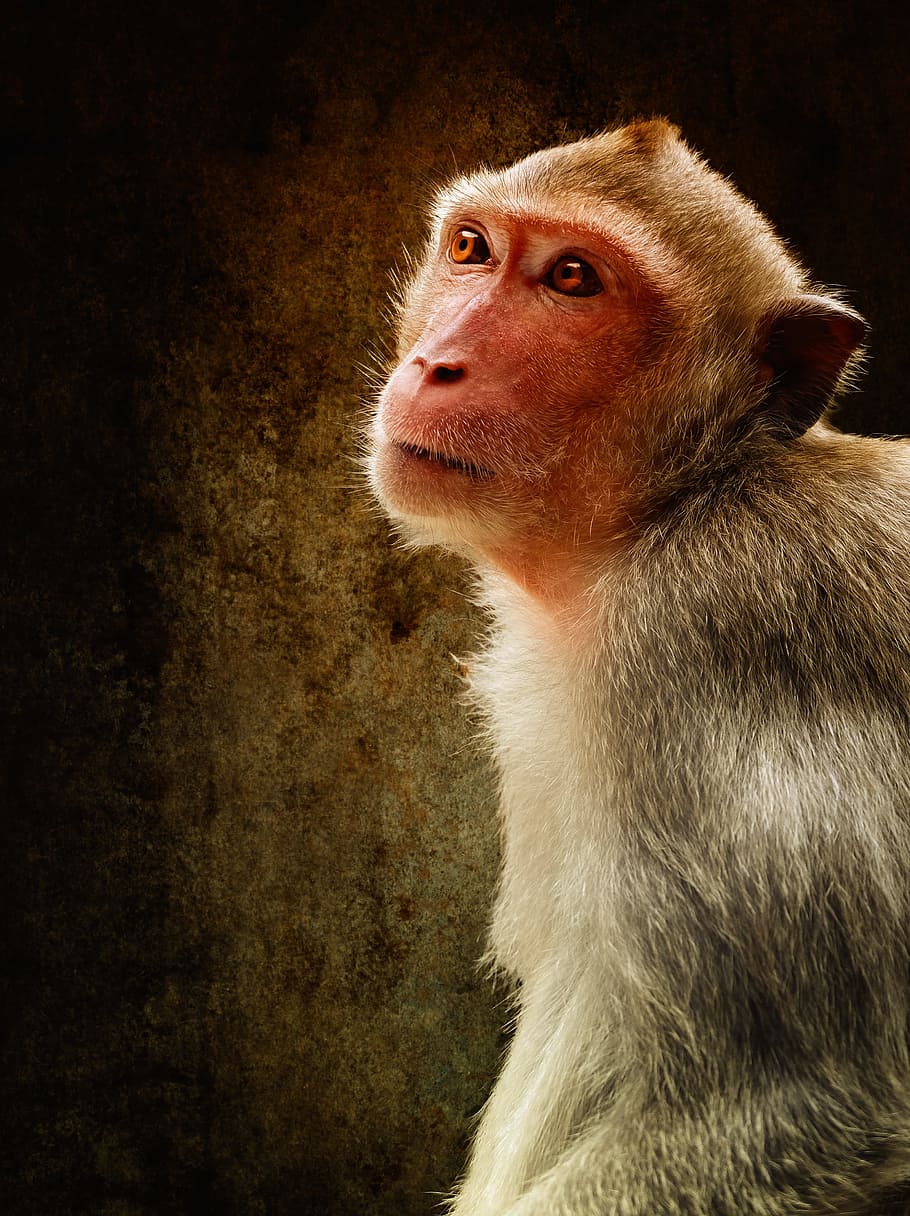 monkey, primates, mammals, wildlife, macaques, nature, studio HD wallpaper