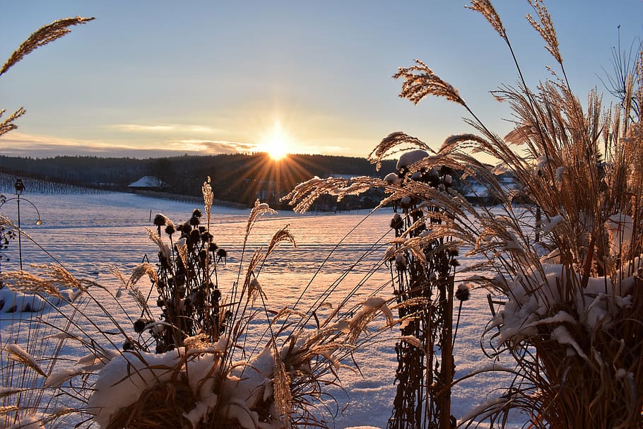 sunset over the horizon, grasses, winter, snow, cold, frost HD wallpaper
