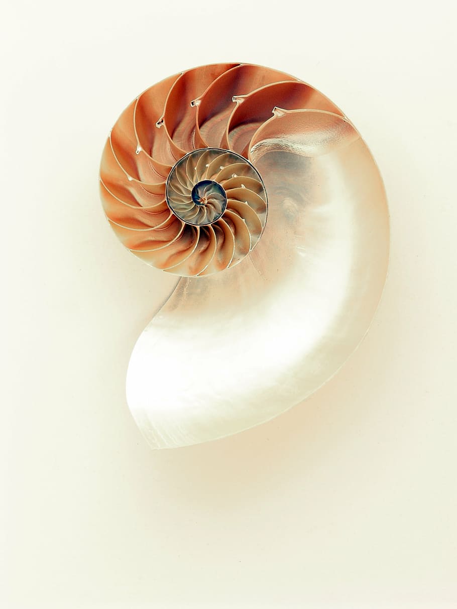 mollusc, mother of pearl, nautilus, pattern, shell, spiral, HD wallpaper