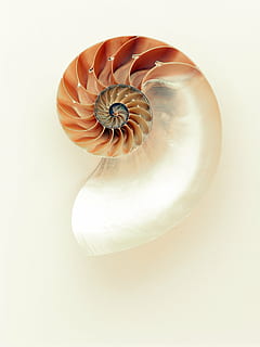 closeup photo of beige and white seashell, nautilus, shimmer HD wallpaper