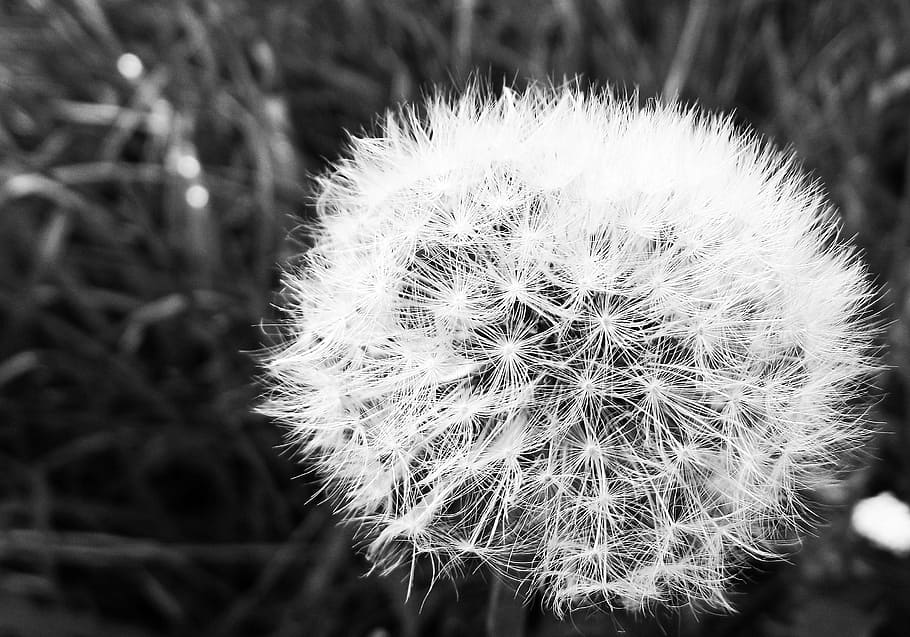dandelion, faded, fluff, plant, flower, growth, flowering plant HD wallpaper