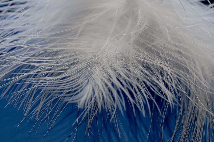 white feather, ease, airy, spring dress, bird feather, featherweight, HD wallpaper