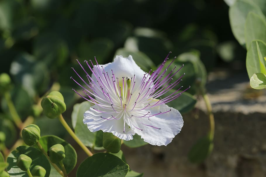 Flower, Caper, flowers, petal, fragility, flower head, growth HD wallpaper