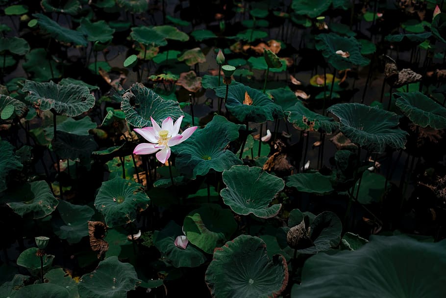 green, leaf, plant, nature, growth, plant part, flower, beauty in nature HD wallpaper