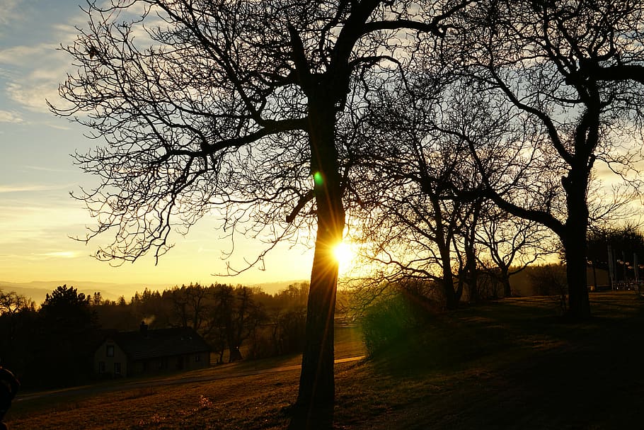 sunset, abendstimmung, tree, nature, outdoors, dusk, sunlight HD wallpaper