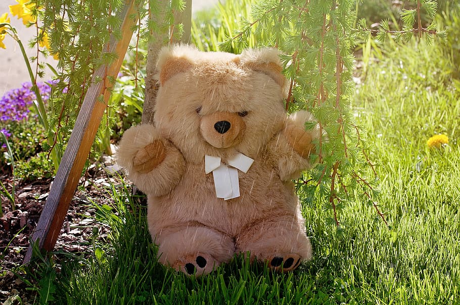 Teddy Bear, Bear, Garden, Spring, spring rain, soft toy, stuffed animal HD wallpaper