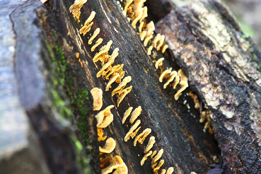 mushrooms, forest, nature, text, no people, close-up, selective focus HD wallpaper