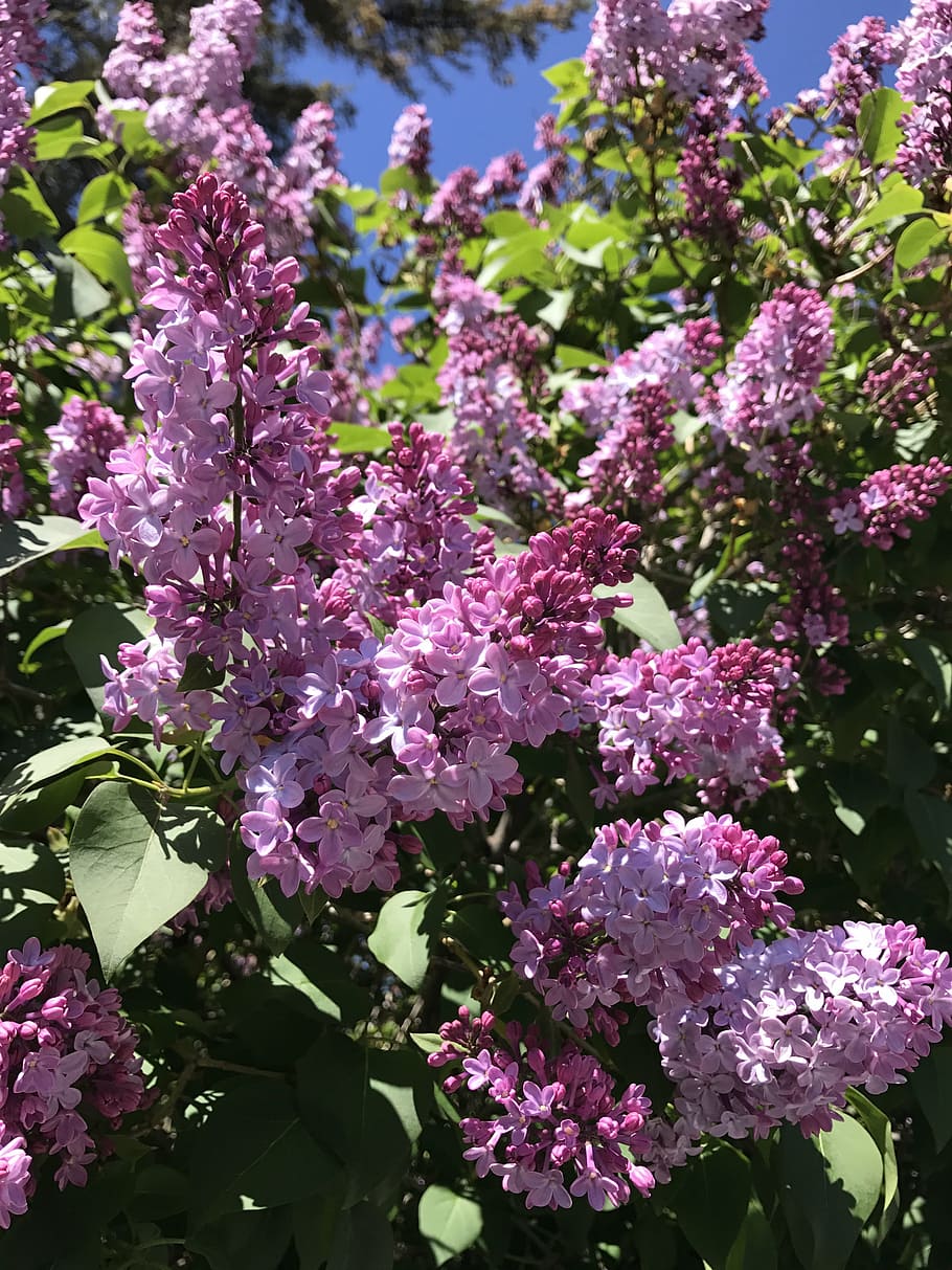 lilac, bloom, springtime, flower, growth, fragility, freshness HD wallpaper