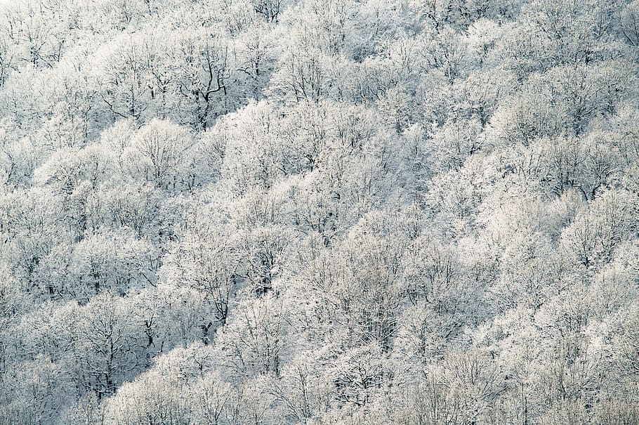 aerial photography of white leafed trees, aerial-view of white forest HD wallpaper
