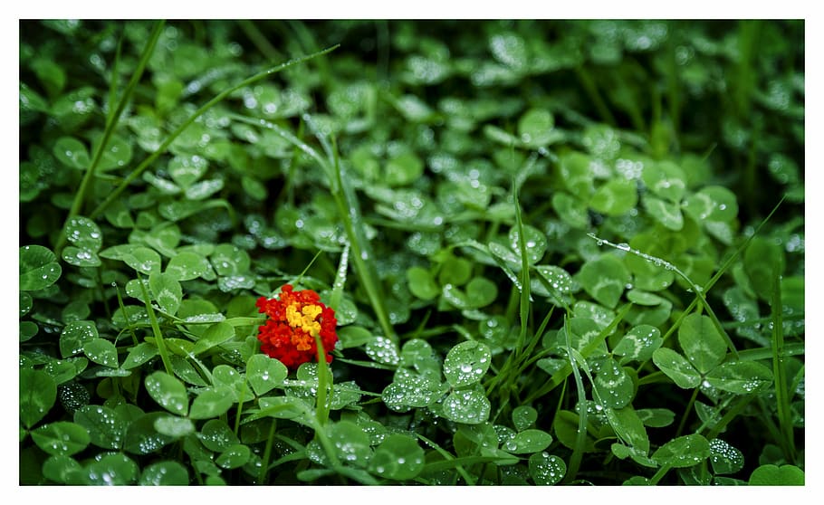 bloom, blossom, flora, flower, grass, leaves, nature, wet, plant HD wallpaper