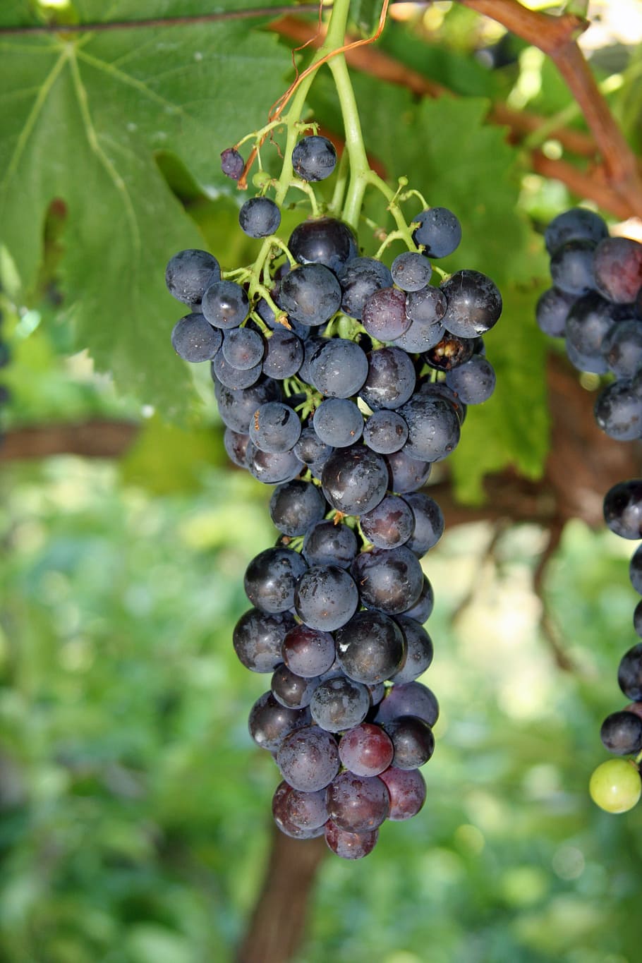 blueberries at daytime, grape, winery, grapes, green, healthy HD wallpaper