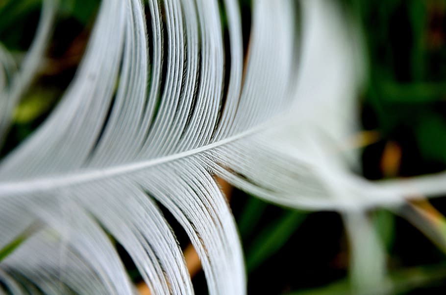 feathers, bird, wing, wildlife, white, background, macro, close-up HD wallpaper